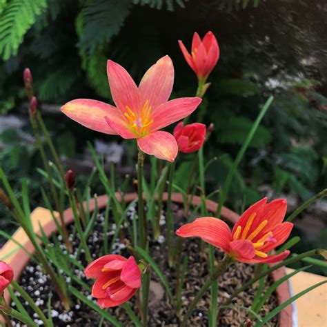 Rain Lily Lavalon Bulbs – Monsoon Garden Flowers | myBageecha
