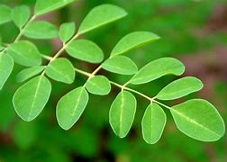 Image result for Moringa Leaves