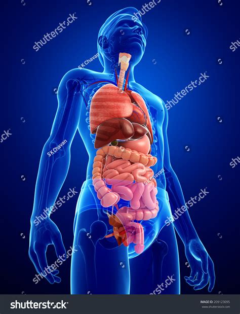 Illustration Of Male Digestive System Artwork - 209123095 : Shutterstock