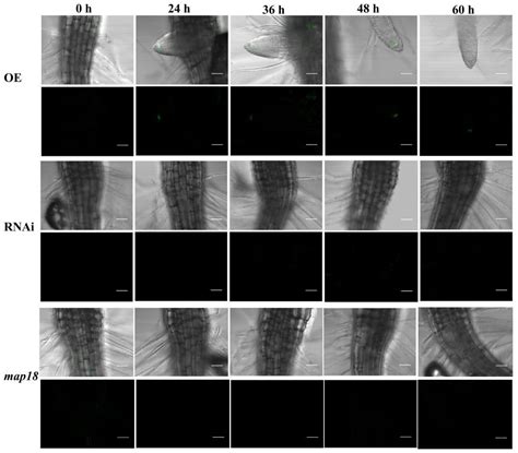 Abscisic Acid Inhibits Cortical Microtubules Reorganization and ...