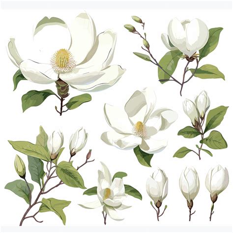 Premium Vector | White magnolias floral illustration