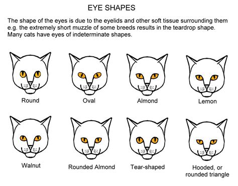 Eye Colours | Cat eye colors, Cats, Feline