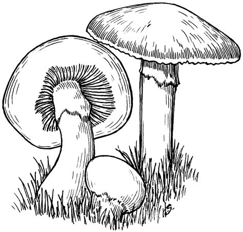Image result for Fungi Drawing Pathogen