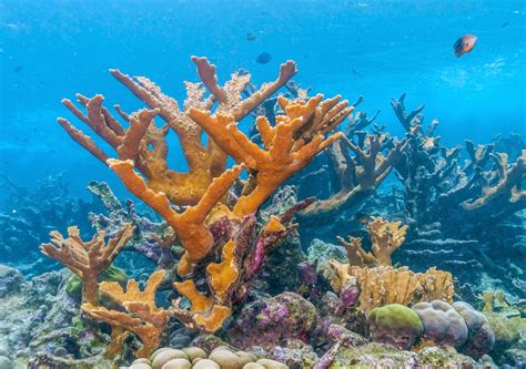 Sea Coral Reef Photos, Download The BEST Free Sea Coral Reef Stock - ikumen