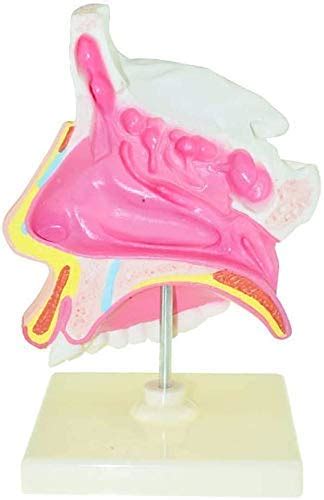 Buy Model of the Human Body Model Torso educational Model Human ...