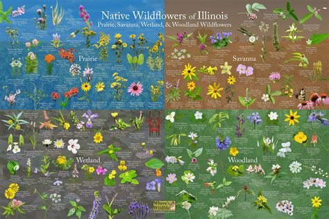 Native Wildflowers of Illinois / Plant and Flower Identification Poster ...