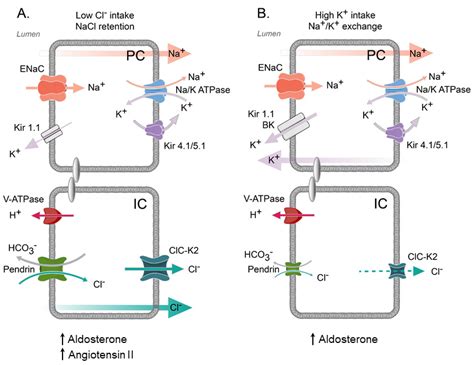 Modus operandi of ClC-K2 Cl− Channel in the Collecting Duct ...