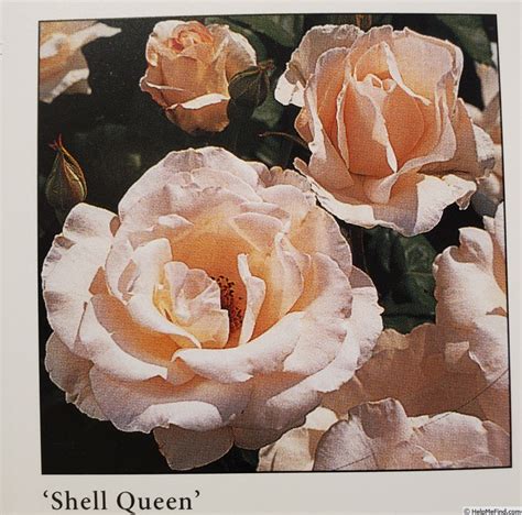 'Shell Queen' Rose