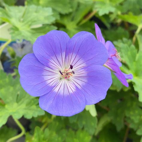 Purple Geranium