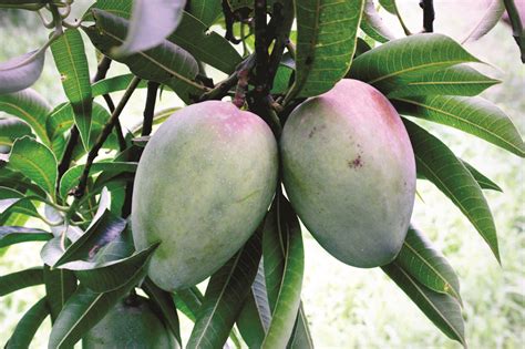 CISH Malda showcases over 250 varieties of mangoes in competition