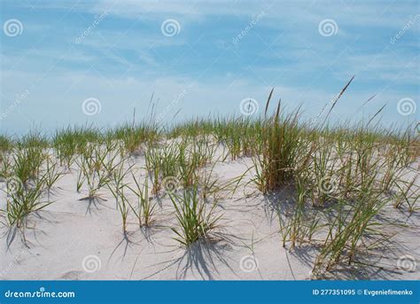 Close Up View of Sandy Dunes at Robert Moses State Park Editorial Image ...