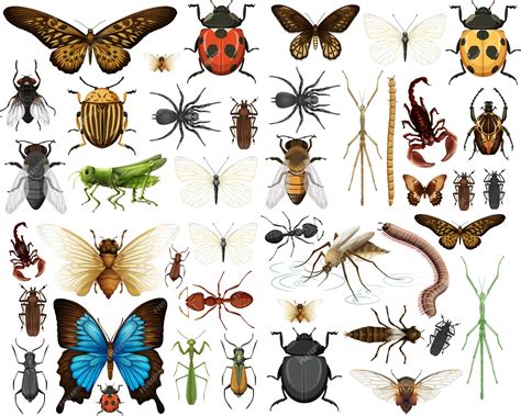Insects