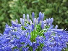 fiore a palla how to transplant agapanthus garden guides fiore a palla how to transplant agapanthus garden guides