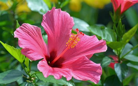 Hibiscus Flower Wallpaper (54+ images)