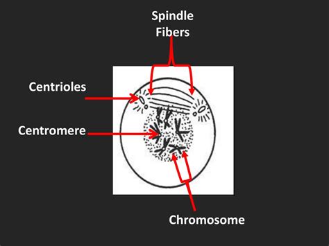PPT - The Cell Cycle & Cellular Division PowerPoint Presentation - ID ...