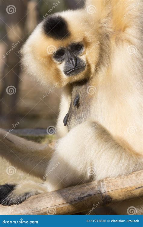 Northern White-cheeked Gibbon (Nomascus Leucogenys) Cuddlin Stock Photo ...