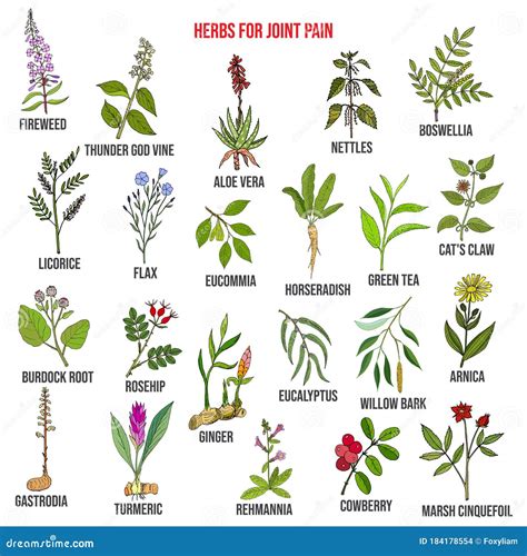 Best Herbs for Joint Pain, Natural Botanical Set Stock Vector - Illustration of herbs, hand ...