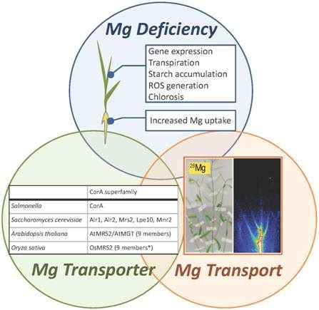 Critical Issues in the Study of Magnesium Transport Systems and ...