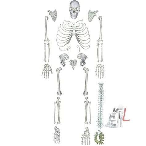 Human Skeleton Disarticulated with Intervertebral Discs – laboratorydeal