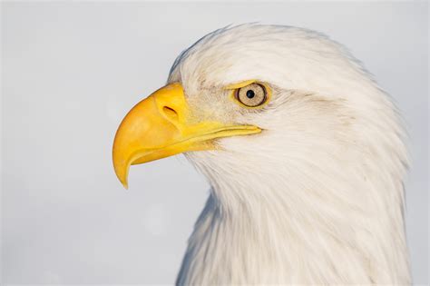Background Eagle Head White Bald Eagle Juvenile Bird Close Up Profile