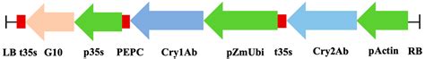 Molecular Characterization and Assessment of Insect Resistance of ...