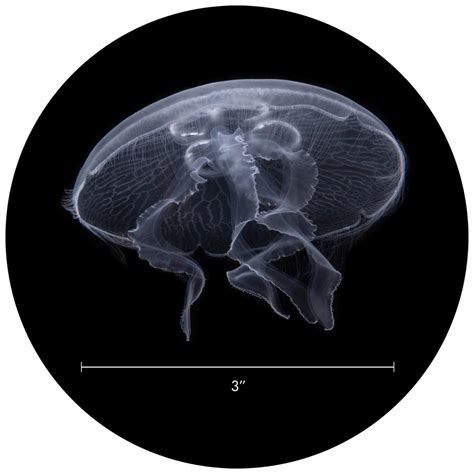 Can Moon Jellyfish Sting