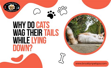 Cat Tail Wagging Explained 2025- Brooklyn Pet Spa