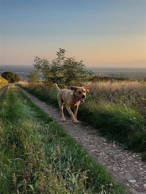 Image result for Beautiful Labrador