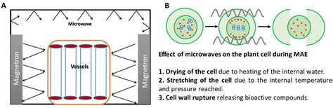 Up-To-Date Analysis of the Extraction Methods for Anthocyanins ...