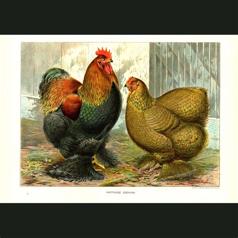 Partridge Cochin Chicken Egg