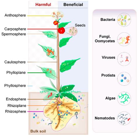 Exploration of Plant-Microbe Interactions for Sustainable Agriculture ...