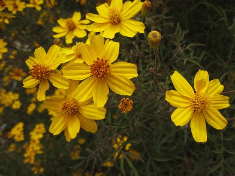 Tagetes lemmonii – PlantRight