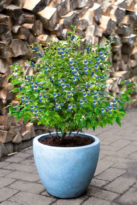 Kuvatulokset haulle Kulturheidelbeeren