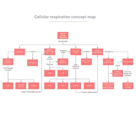 Cellular Respiration Concept Map For Kids