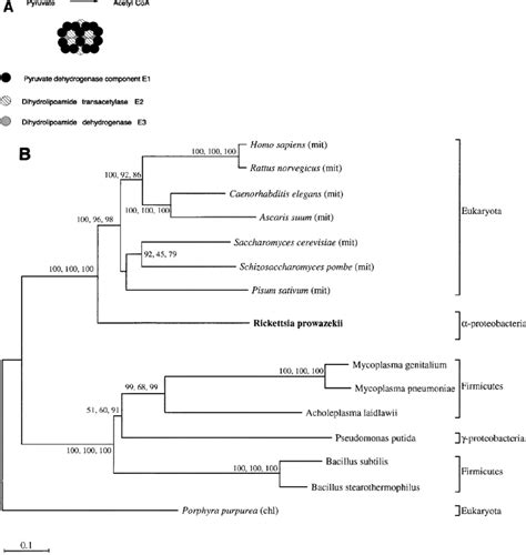 Image result for Genetic Inheritance of Pyruvate Dehydrogenase Complex