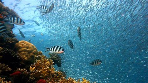 As climate change turns oceans to acid, fish lose smelling sense and ...