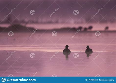 Pair Of Coots With Chicks Stock Photo | CartoonDealer.com #44120706