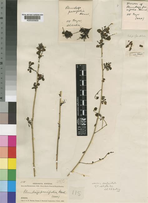Plumbago aphylla Bojer ex Boiss. | Plants of the World Online | Kew Science