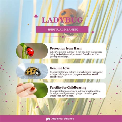 Yellow Ladybird Spiritual Meaning at Jorja Delcastillo blog