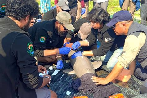 First Ganges dolphin tagged in Assam for research THE NEW INDIAN ...