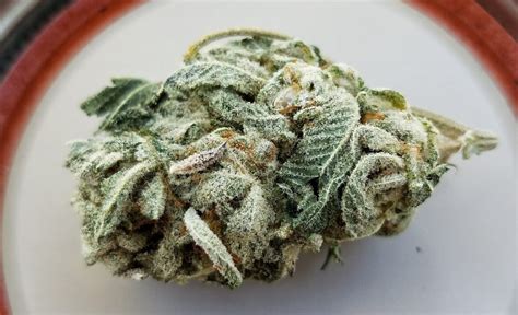 Which Weed Strains have the Highest Recorded THC Percentages? | Emjay Blog