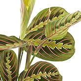 The Four Seasons Calathea Roseopicta Rosy Rare Imported Variety Natural ...