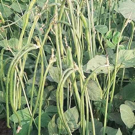Cowpeas Green Dwarf Seeds - Compact Growth, High Yield, 40-50 Days to ...