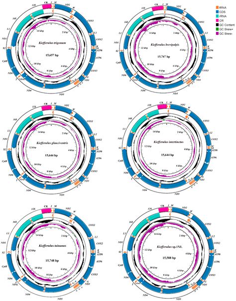 Characteristics and Comparative Analysis of Six Mitogenomes of Genus ...