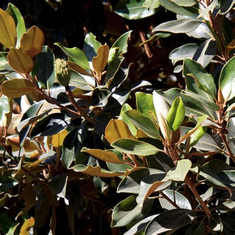 Little Gem Southern Magnolia Tree | Plants Express