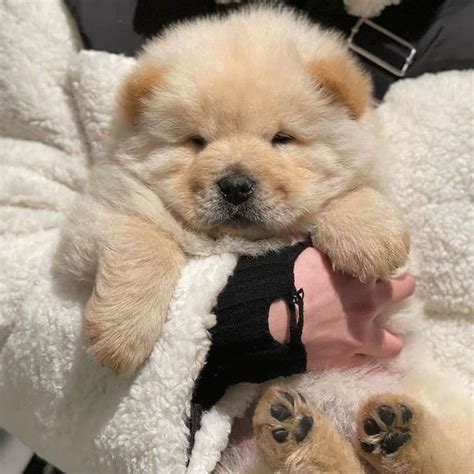 How Much Does a Chow Chow Cost? (2026 Average Price Guide)