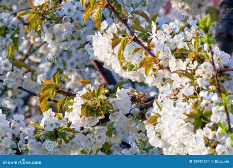 Cherry Tree 的图像结果