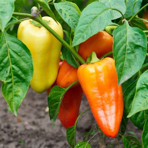 Sweet Pepper Plants 'Lunch Box' Three X 9cm Pots By Acqua Garden