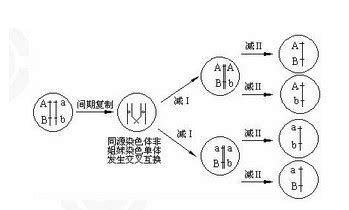 等位基因有什么不同等位基因2022已更新今日资讯