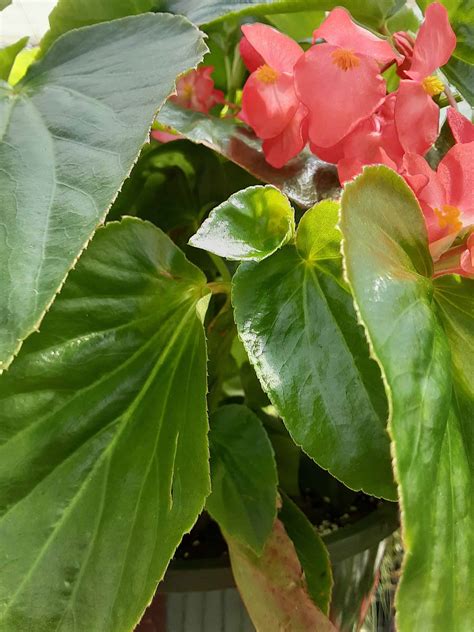 Dragon Wing Begonia | A Guide For Tips, Care, and Varieties